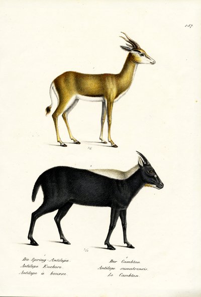 Springbuck, 1824 af Karl Joseph Brodtmann